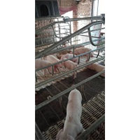 玉杰生猪 