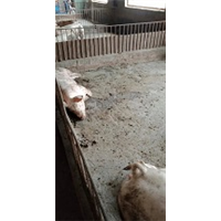玉洁生猪 