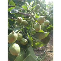 江苏核桃树苗专业种植基地 