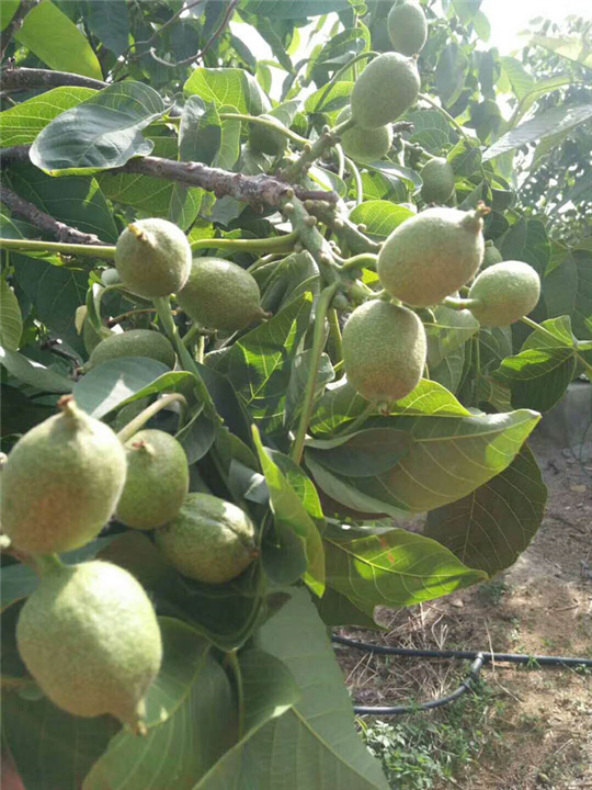 江苏核桃苗专业销售电话 