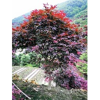 红点浙江红枫2主要优势 