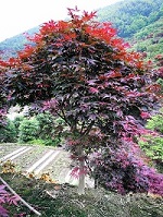 红点浙江红枫2主要优势 