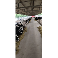 肉牛养殖社 