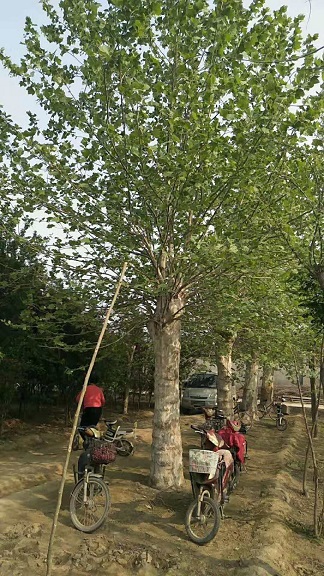 绿化树苗 