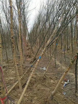 继业苗木 