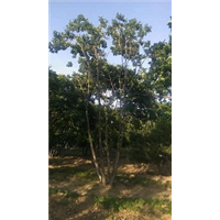 继业苗木花卉种植 