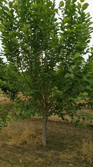 绿化树苗种植 
