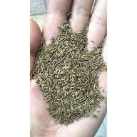 牛膝 