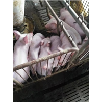 活猪养殖基地 