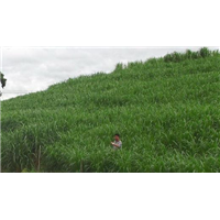 牧草种植