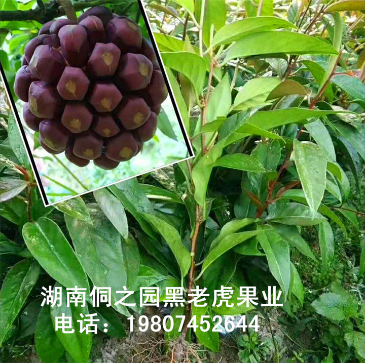 湖南黑老虎苗