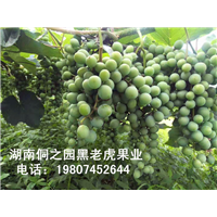 高山刺葡萄苗