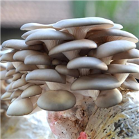生物学和生态学特点 