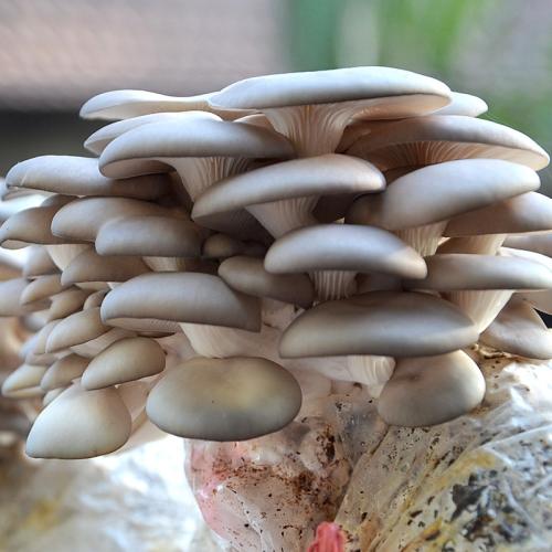 生物学和生态学特点 