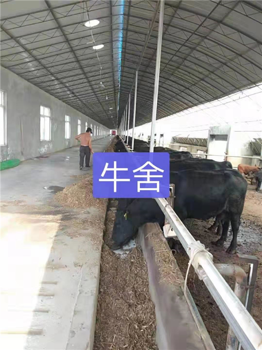牛 