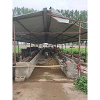 河北肉牛饲养 