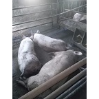 易盛养殖专业合作社 