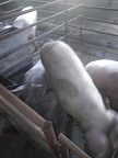 易盛生猪饲养场 