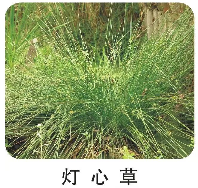常年供应水生植物灯芯草 灯芯草苗 基地种植 