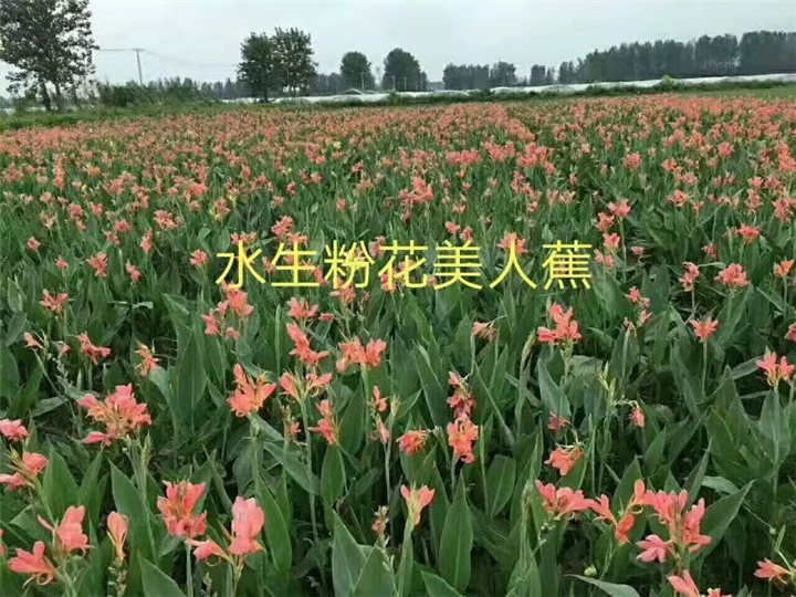 杭州水生粉花美人蕉基地直销 
