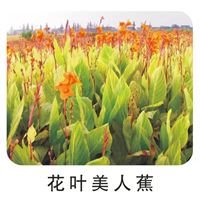 南京花叶美人蕉供应商 