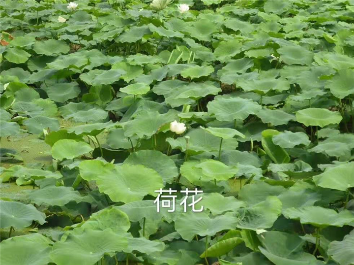 江苏水生植物供应商 