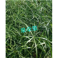 宁波旱伞草种植基地 