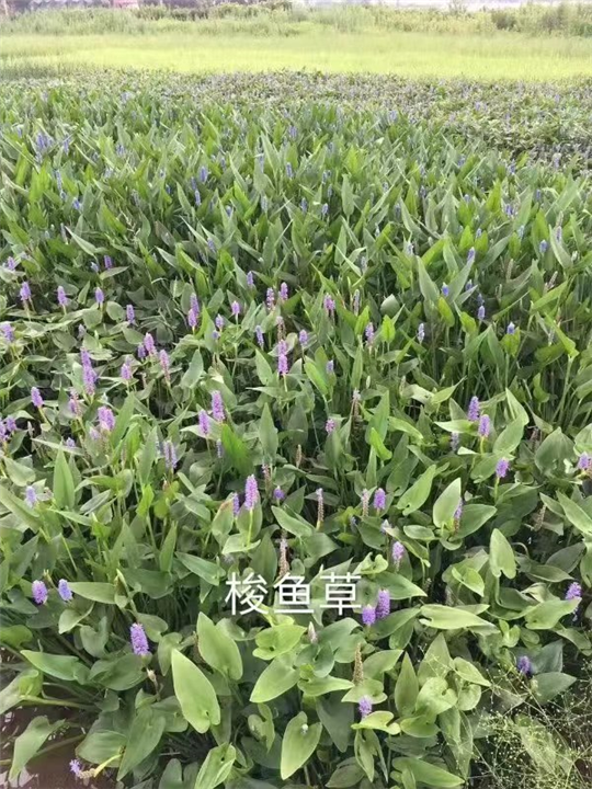 南京梭鱼草基地直销 