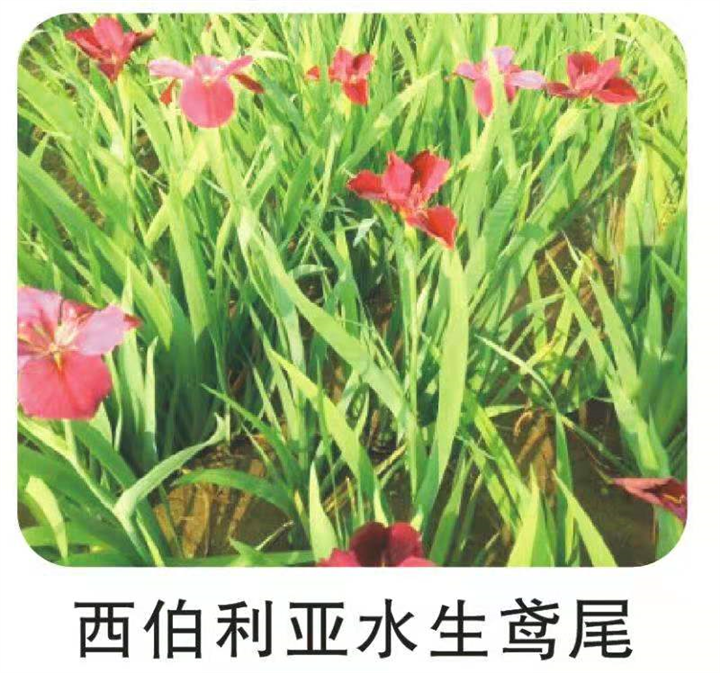 上海西伯利亚鸢尾批发 