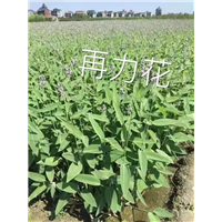 江苏再力花供应商 