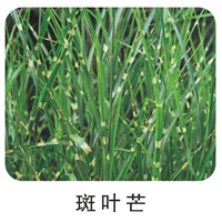 优质特价斑叶芒基地直销