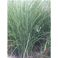 常年供应水生植物细叶芒