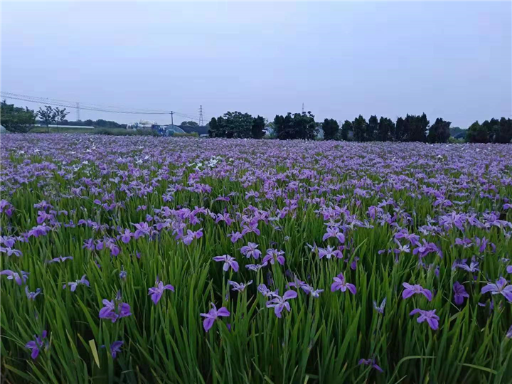 上海水生植物基地直销，品种齐全 