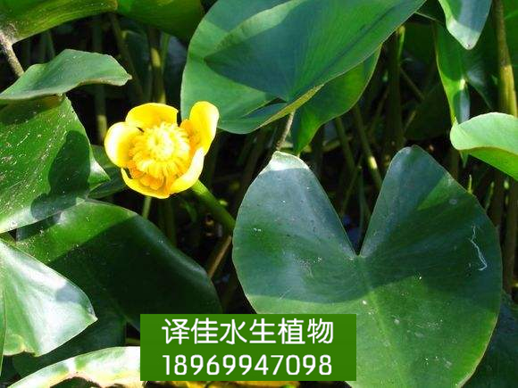 益农萍逢草|浙江水生花卉|浙江水生植物 
