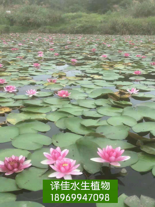 睡莲苗_浙江挺水植物_浙江水生花卉 