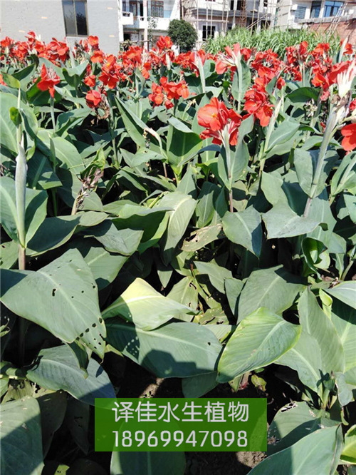 红花美人蕉_浙江水生花卉_益农水生植物 