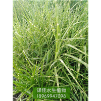斑叶芒_浙江水生植物种植基地_译佳水生花卉 