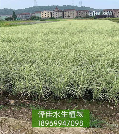 花叶芒_浙江水生花卉_益农水生植物 
