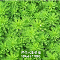 狐尾藻苗_浙江挺水植物_杭州