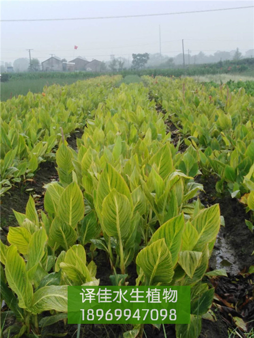花叶美人蕉_浙江水生花卉_浙江沉水植物