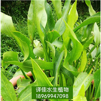 泽泻苗|浙江水生植物|杭州水