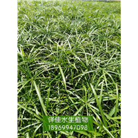 旱伞草_浙江水生花卉_益农水生植物 