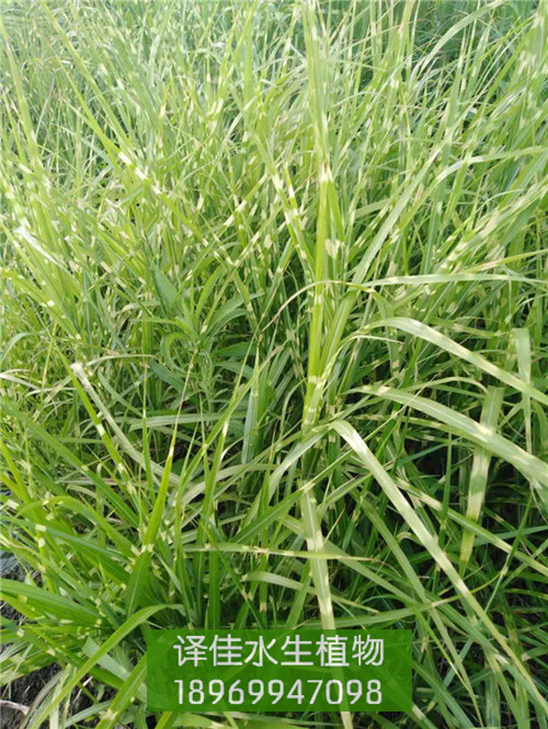 斑叶芒_浙江水生植物种植基地_译佳水生花卉 