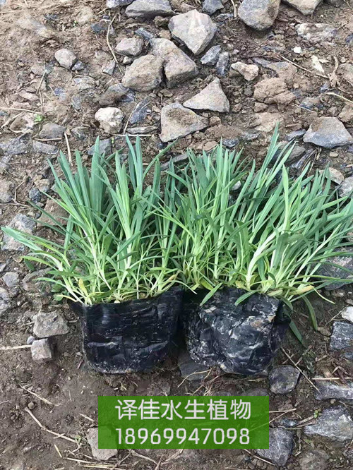 常夏石竹_浙江水生植物种植_译佳水生花卉 