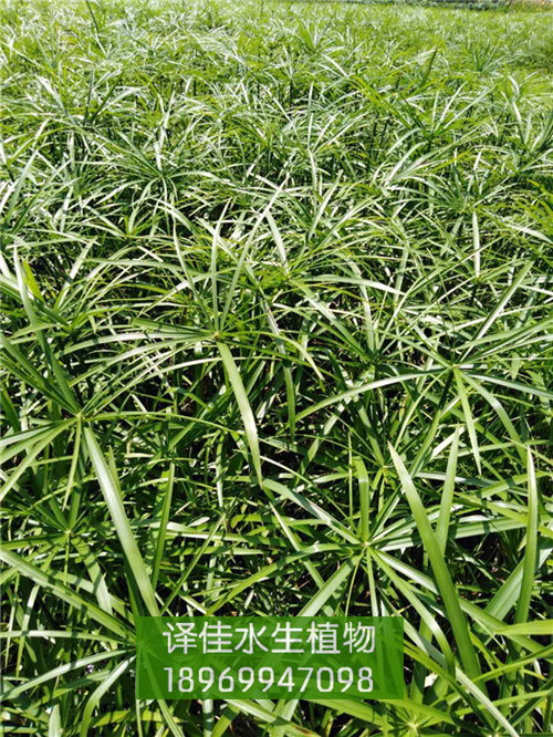 旱伞草_浙江水生花卉_益农水生植物 