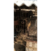 蓝狐养殖 