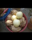 雪花梨品种齐全 