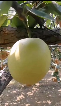 精品皇冠梨供应 