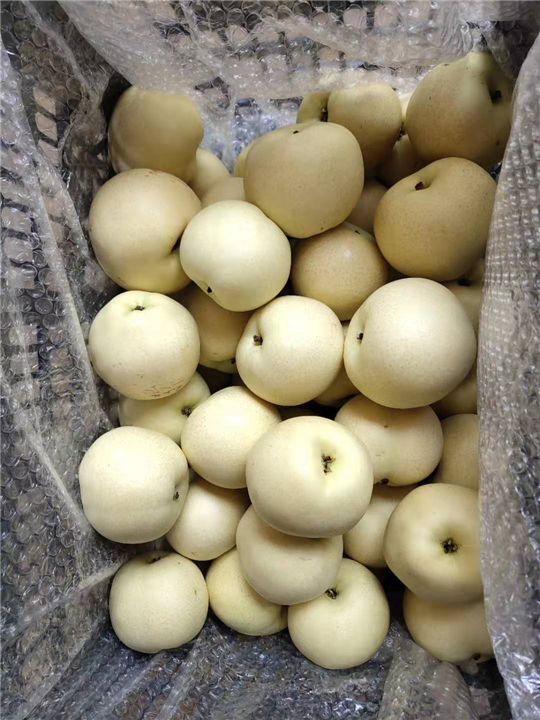 赵县谢龙种植合作社 