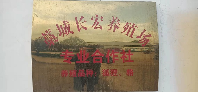 长宏养殖貉子貂皮 